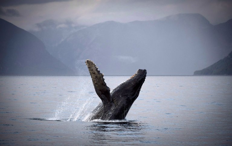 Humpback calf seen with deep gash after reported ferry strike off Vancouver | iNFOnews.ca