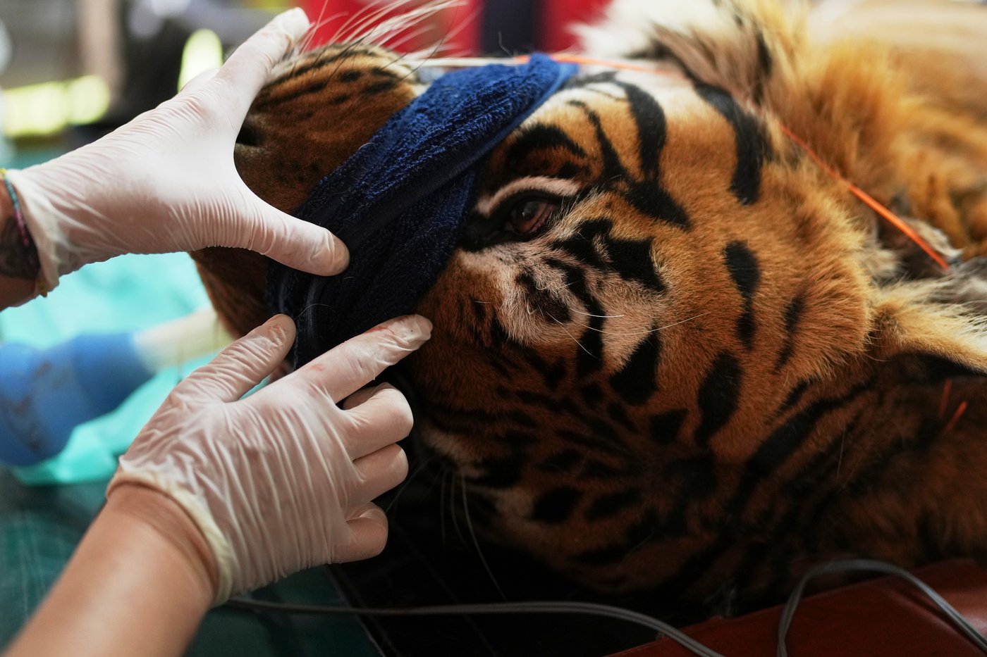 Years after Argentina shut a notorious zoo, the stranded animals are finally being rescued | iNFOnews.ca Years after Argentina shut a notorious zoo, the stranded animals are finally being rescued | iNFOnews.ca