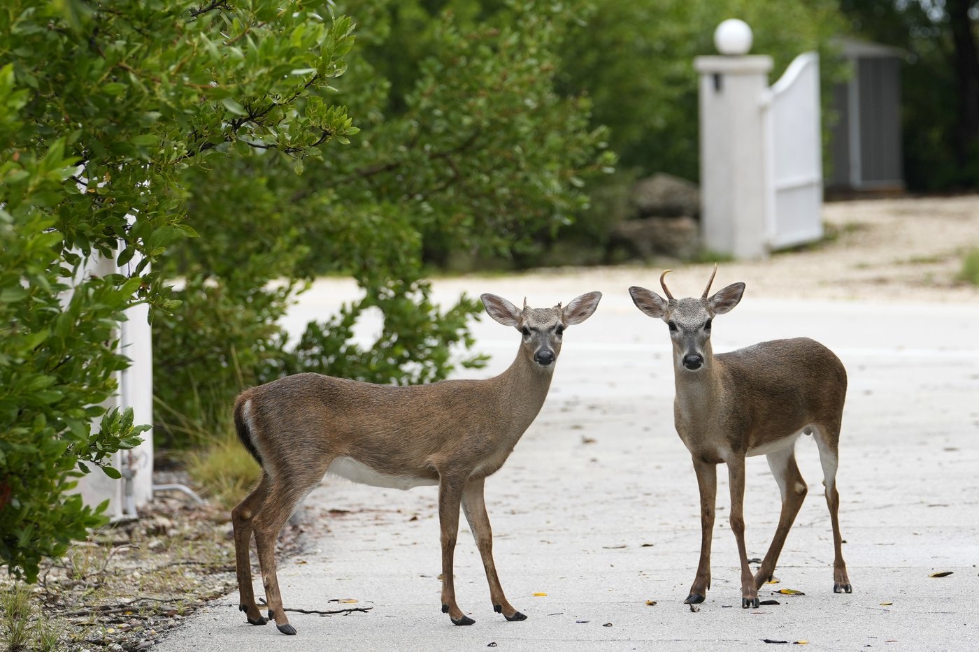 Florida’s iconic Key deer face an uncertain future as seas rise | iNFOnews.ca