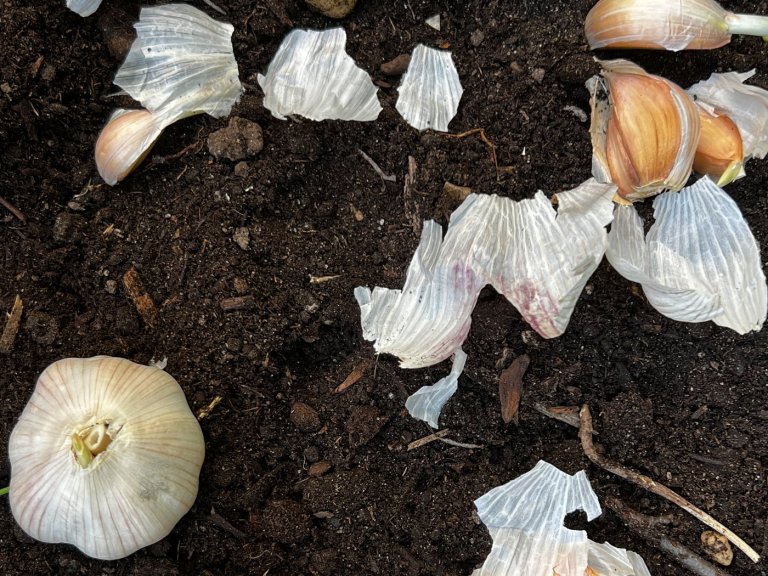 Doing these fall garden chores will make your spring easier | iNFOnews.ca