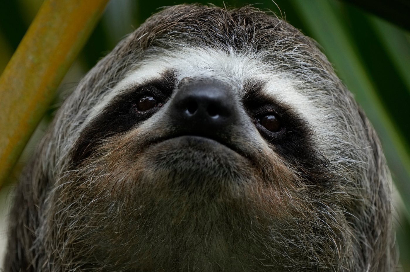 Sickness, cold killed nearly 30 sloths at a Florida import warehouse in 2024 and 2025 | iNFOnews.ca Sickness, cold killed nearly 30 sloths at a Florida import warehouse in 2024 and 2025 | iNFOnews.ca