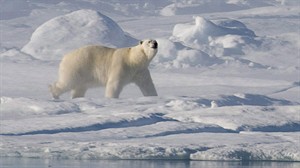 US lawyer who survived polar bear attack recovering in Montreal hospital | iNFOnews.ca CP24345655