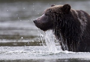 From hunter to hunted; man recovers after bear attack in northeastern B.C. | iNFOnews.ca CP25270390