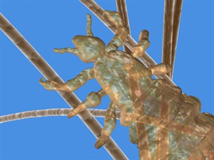 Tips to treat head lice and prevent reinfestation | iNFOnews.ca CP25864998