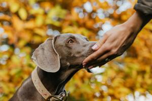 A brown dog sniffs a man's hand.