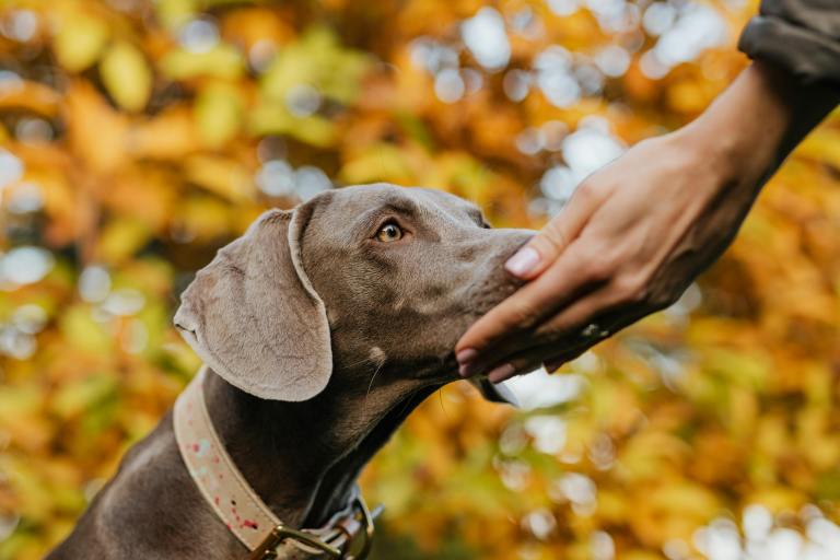 A brown dog sniffs a man's hand.