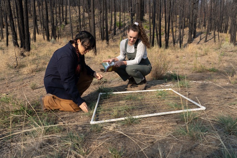 Wildfire researchers taking measurements.