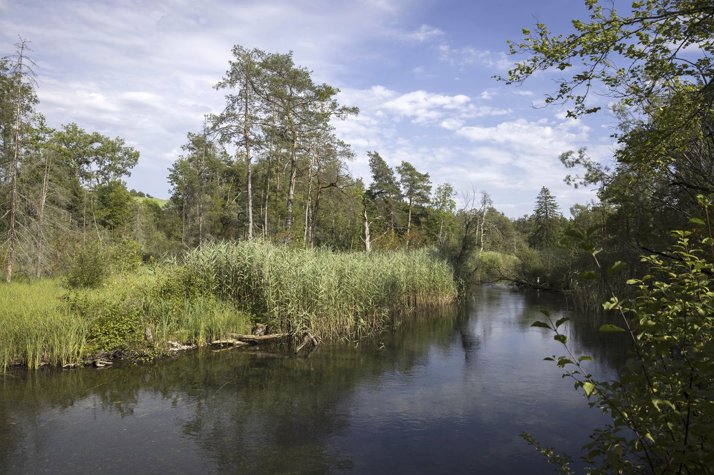 Birds, bees and ballots: Swiss voters to decide on plan to bolster country's fragile biodiversity | iNFOnews.ca Birds, bees and ballots: Swiss voters to decide on plan to bolster country's fragile biodiversity | iNFOnews.ca