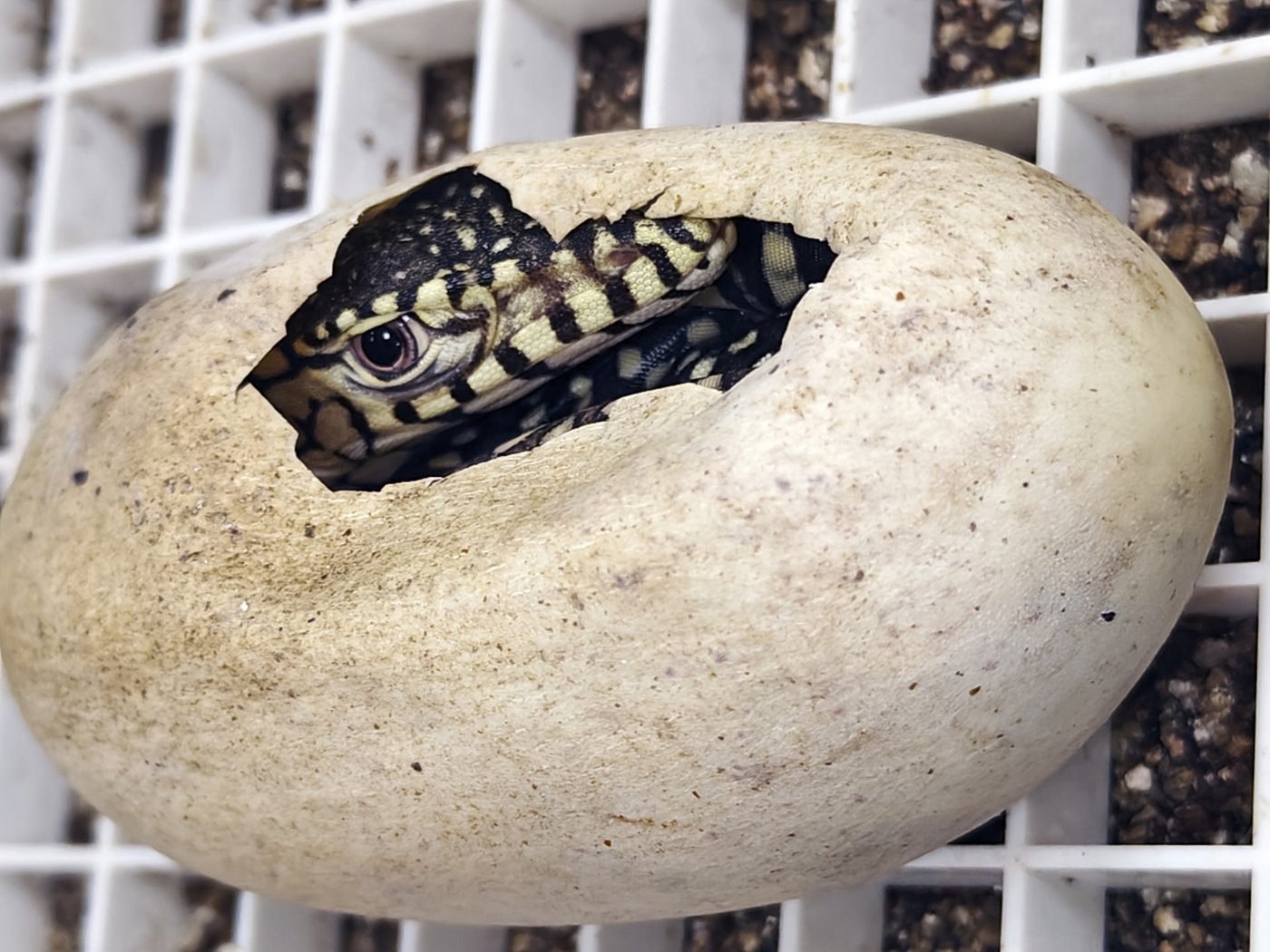 LA Zoo hatches first-ever perentie lizards, one of largest lizard species in the world | iNFOnews.ca LA Zoo hatches first-ever perentie lizards, one of largest lizard species in the world | iNFOnews.ca