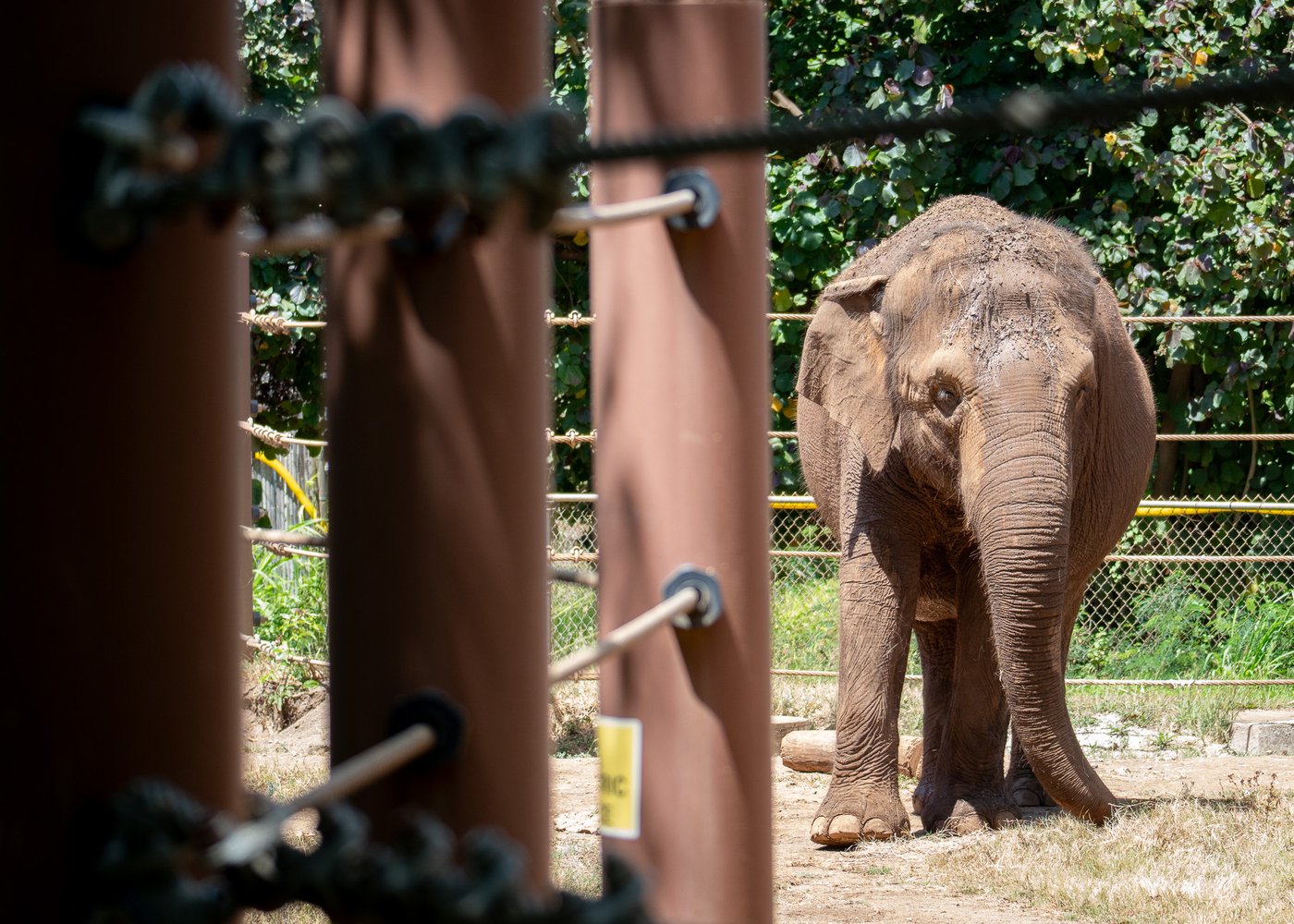 Should Animals Have Human Rights? Hawai‘i Court To Decide | iNFOnews.ca
