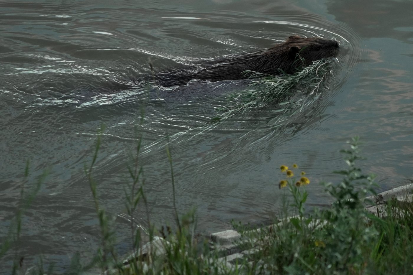 Bringing more beavers to watersheds is a powerful drought-fighting tool, experts say | iNFOnews.ca Bringing more beavers to watersheds is a powerful drought-fighting tool, experts say | iNFOnews.ca