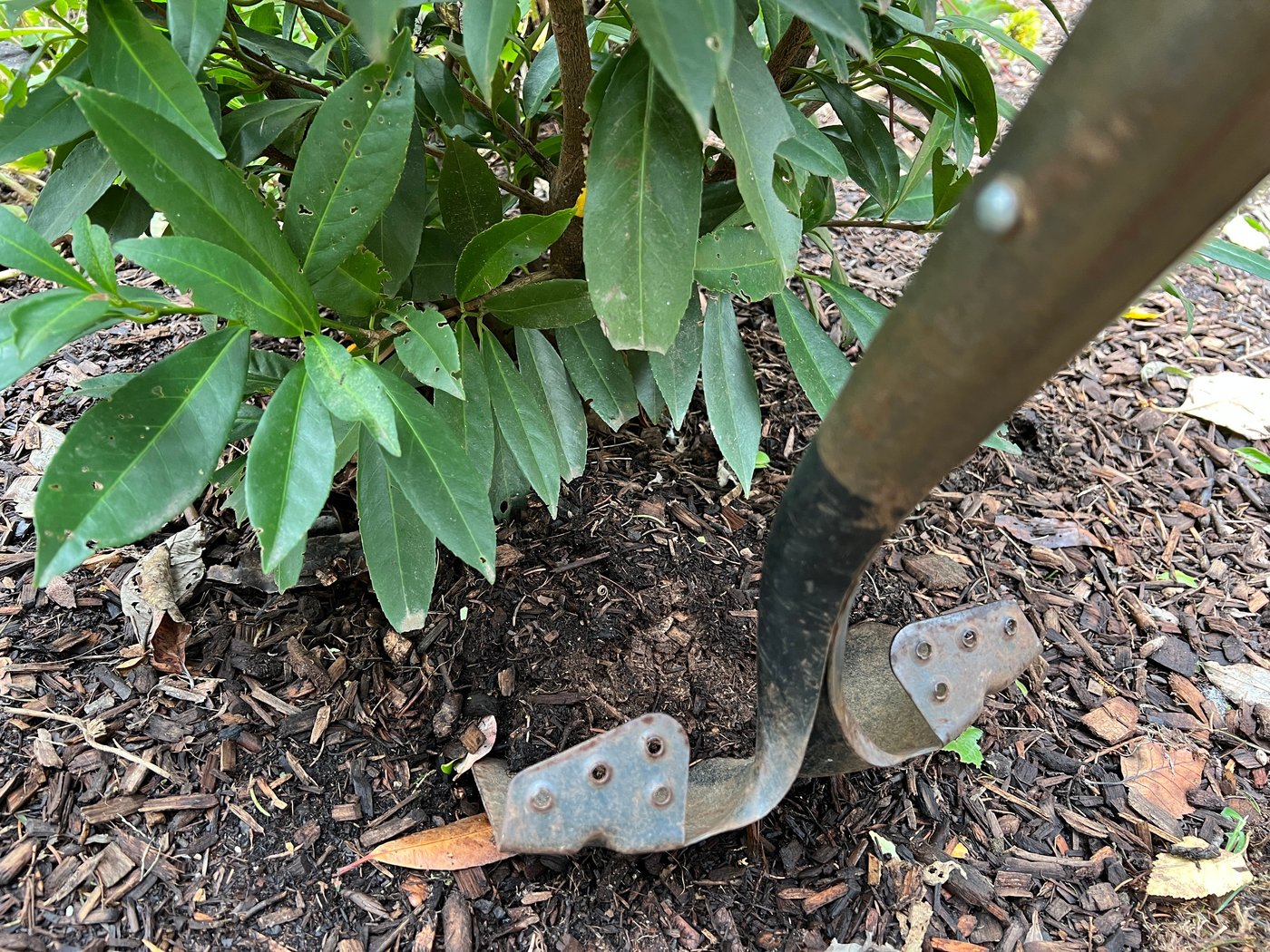 Transplanting shrubs: Timing and technique for a thriving garden | iNFOnews.ca Transplanting shrubs: Timing and technique for a thriving garden | iNFOnews.ca