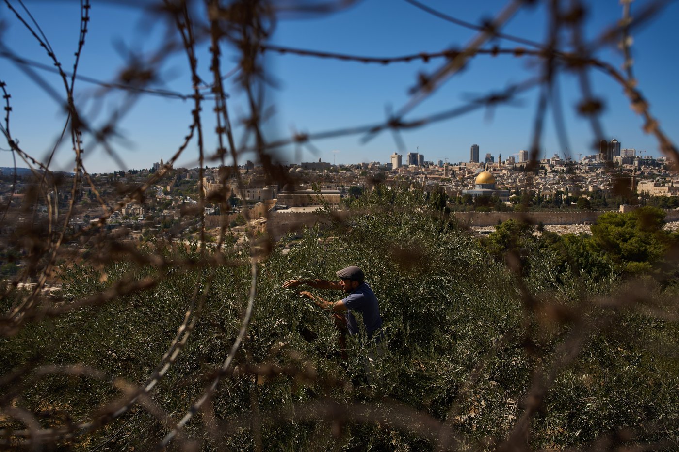 Photos show monks and nuns harvesting olives on the Holy Land’s Mount of Olives | iNFOnews.ca