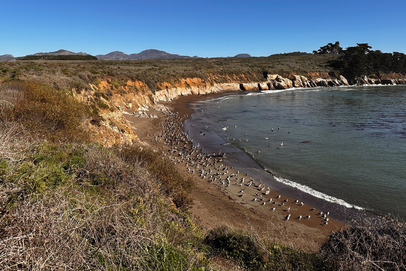 A brown pelican 'feeding frenzy' is an encouraging sign for the often-struggling large seabirds | iNFOnews.ca