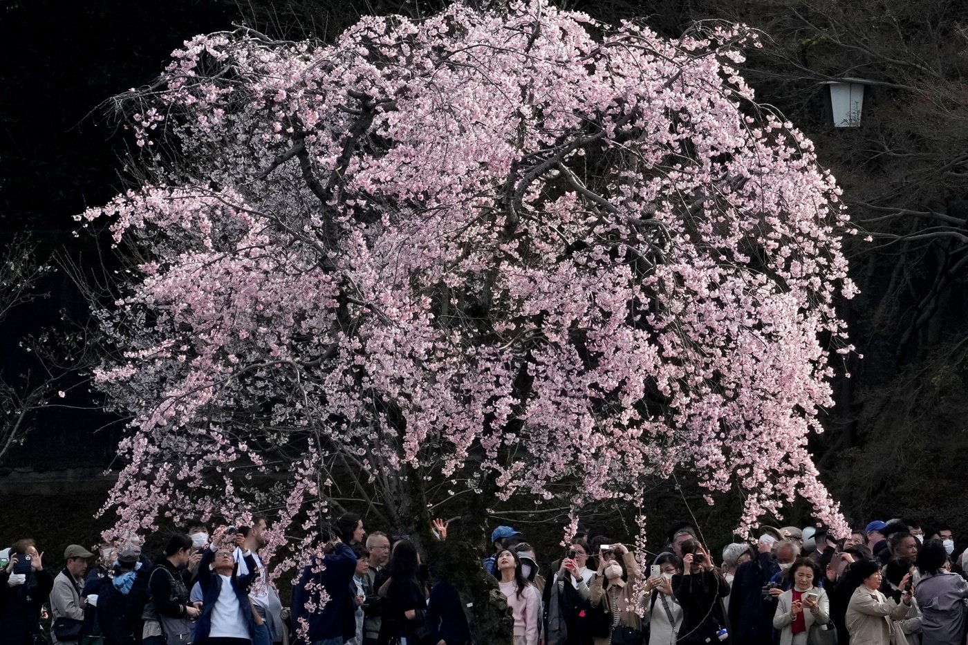 A world in bloom: Spring flowers unfold from Tokyo to Mexico, in photos | iNFOnews.ca