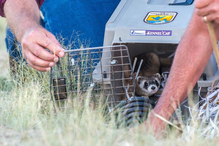 No black-footed ferrets found in Meeteetse, 40 years after a rescue saved the species | iNFOnews.ca