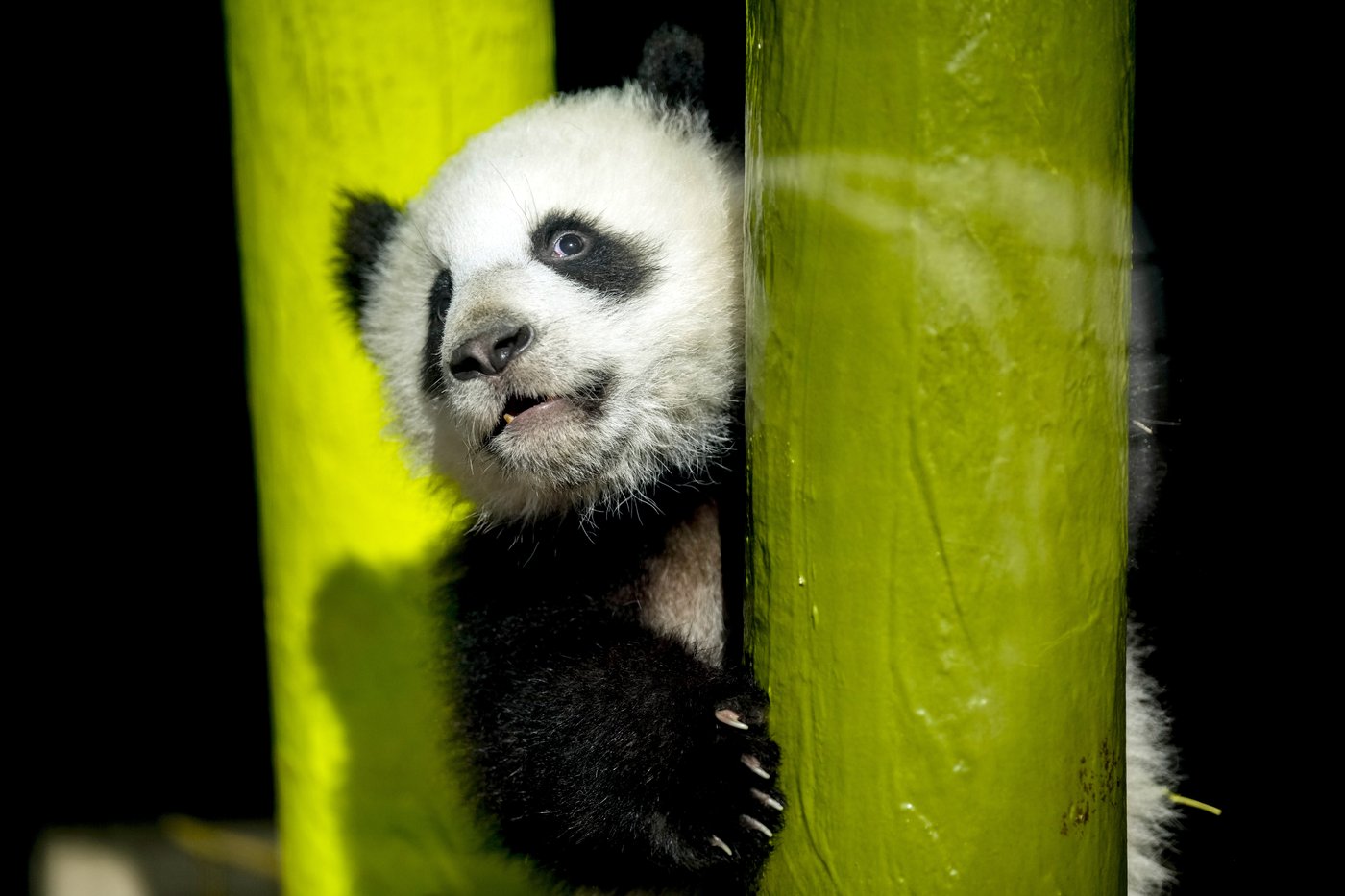 PHOTO COLLECTION: Germany Panda Cubs Outdoors | iNFOnews.ca