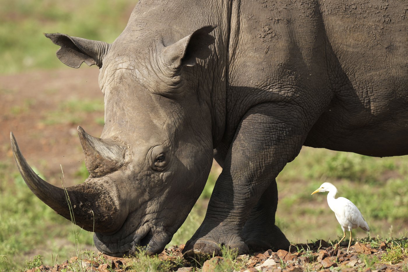 The number of rhinos is slightly up but poaching has increased too | iNFOnews.ca