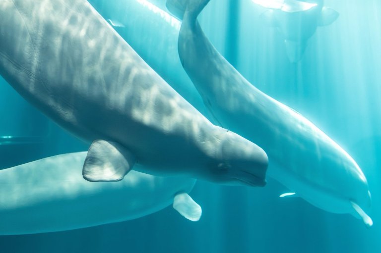 Another beluga whale dies from mission to rescue Canada's last captive whales | iNFOnews.ca