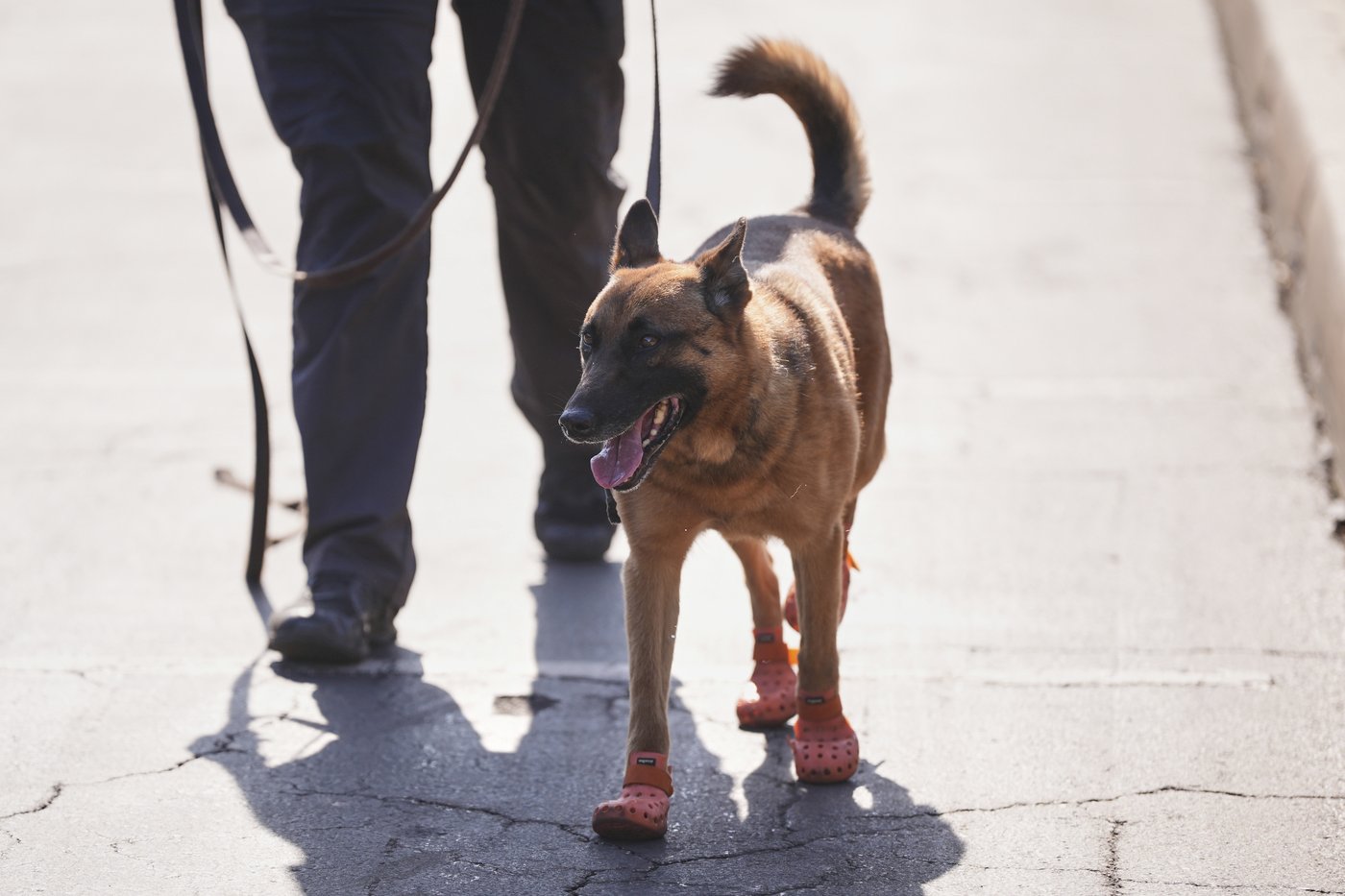 Some sniffer dogs at the Club World Cup outfitted with booties to protect their paws from the heat | iNFOnews.ca Some sniffer dogs at the Club World Cup outfitted with booties to protect their paws from the heat | iNFOnews.ca