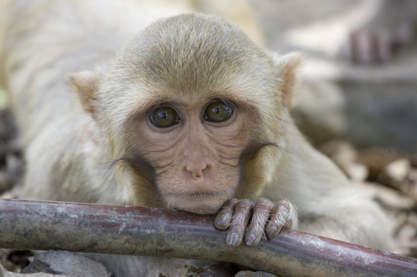 Monkeys that escaped a lab are a species used for human research since the 1800s | iNFOnews.ca Monkeys that escaped a lab are a species used for human research since the 1800s | iNFOnews.ca