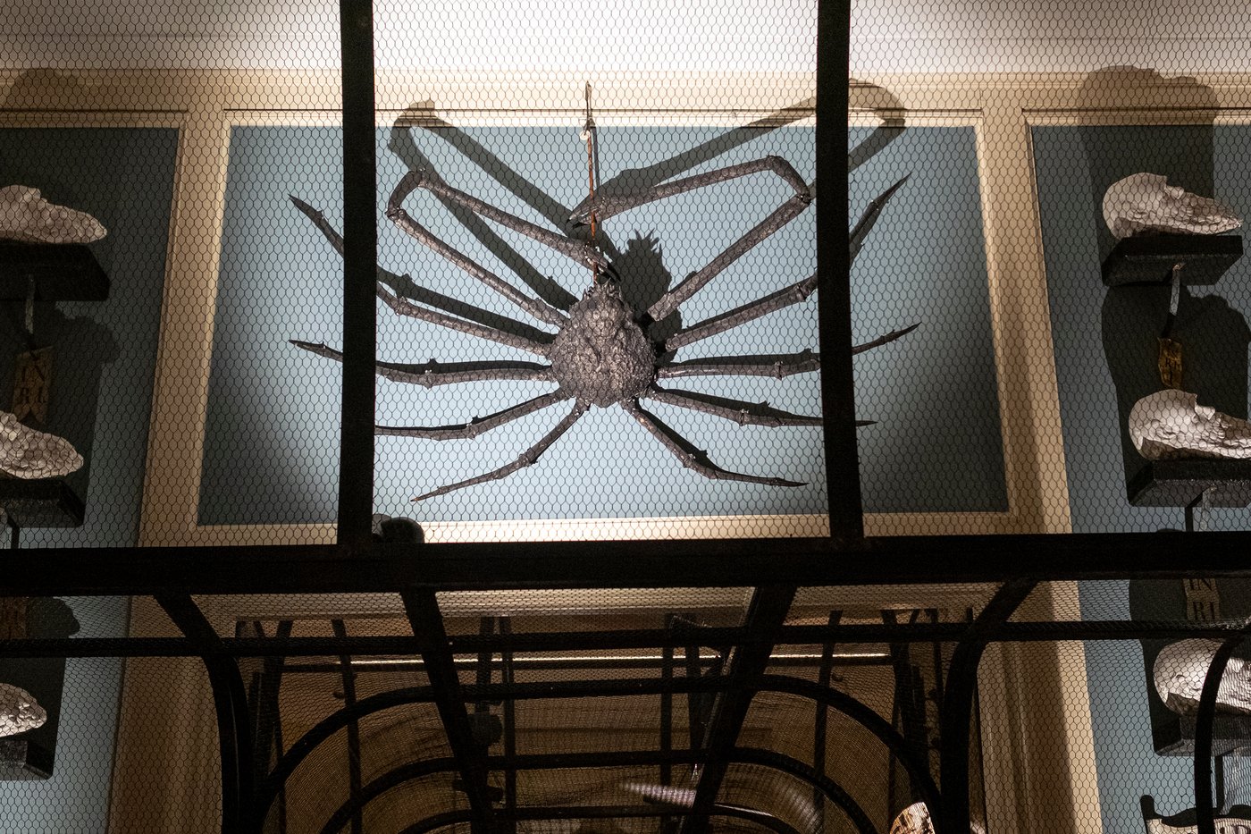 People enter cages while the animals seem free at a unique Amsterdam museum | iNFOnews.ca