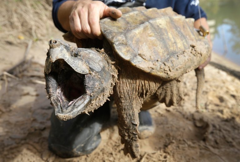 US cancels automatic protections for imperiled animals as critics warn of extinctions | iNFOnews.ca