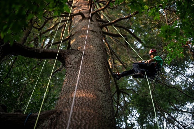 Take a bough: Climbing takes relationship with B.C.'s trees to the next level | iNFOnews.ca