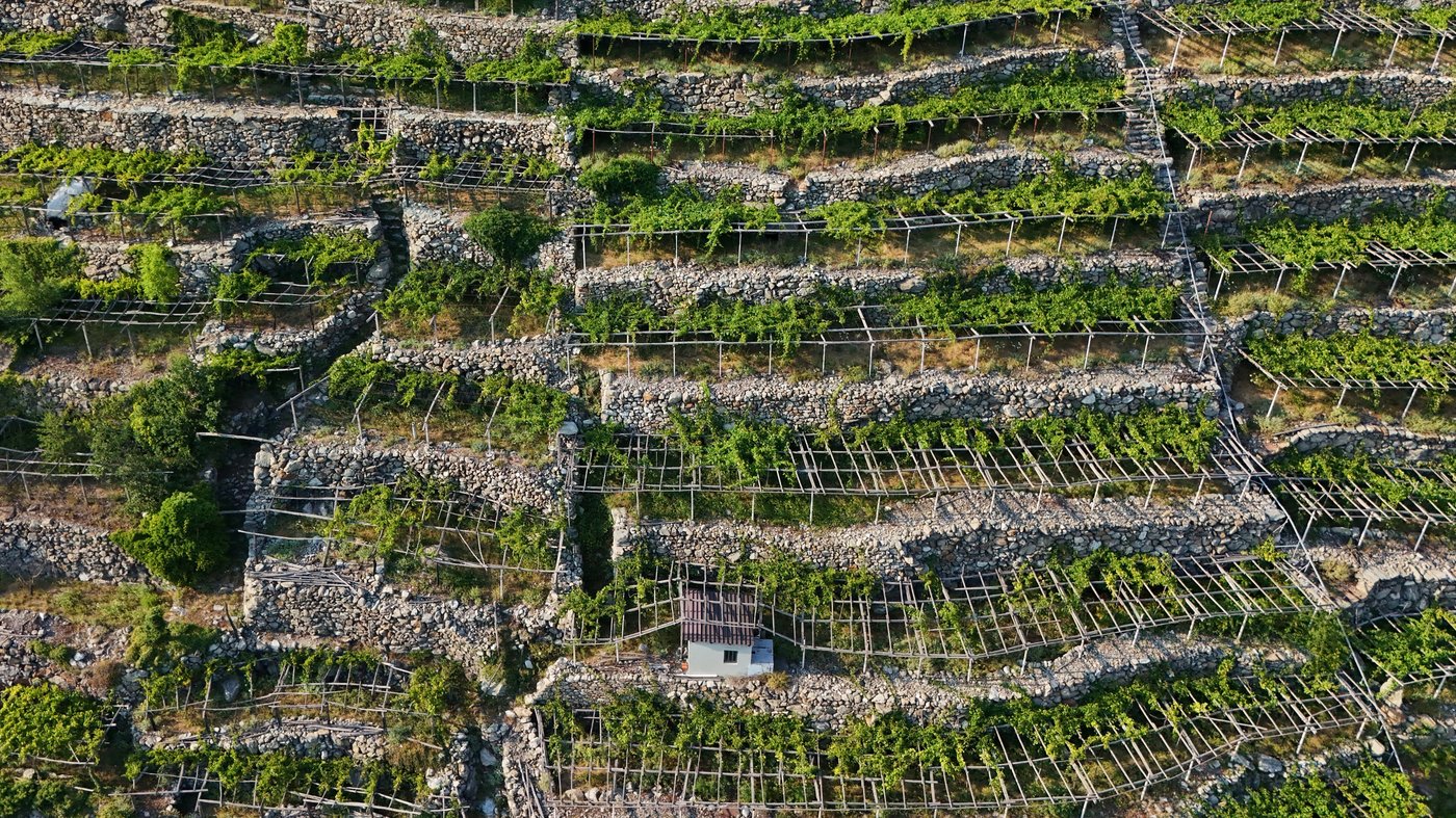 Japanese beetle advances through northern Italy's vineyards and orchards, frustrating farmers | iNFOnews.ca