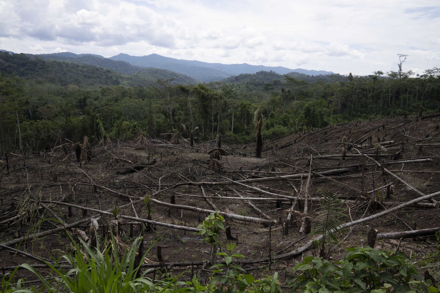 As Amazon's 'flying rivers' weaken with tree loss, scientists warn of worsening droughts | iNFOnews.ca