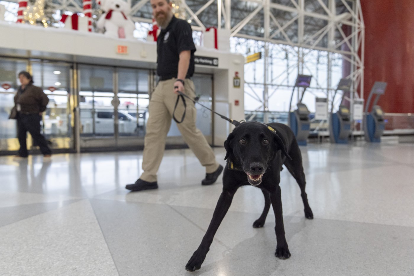 Argo the dog, a TSA calendar star, protects air travelers by sniffing out explosives | iNFOnews.ca