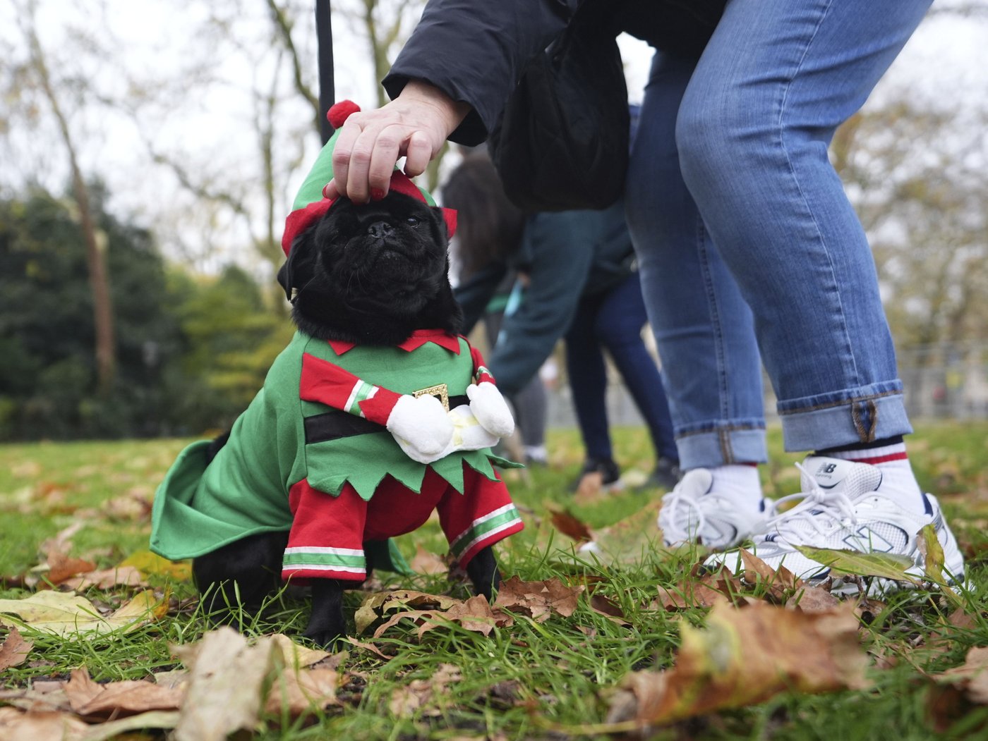 Pooches in pullovers strut their stuff at London's canine Christmas sweater parade | iNFOnews.ca