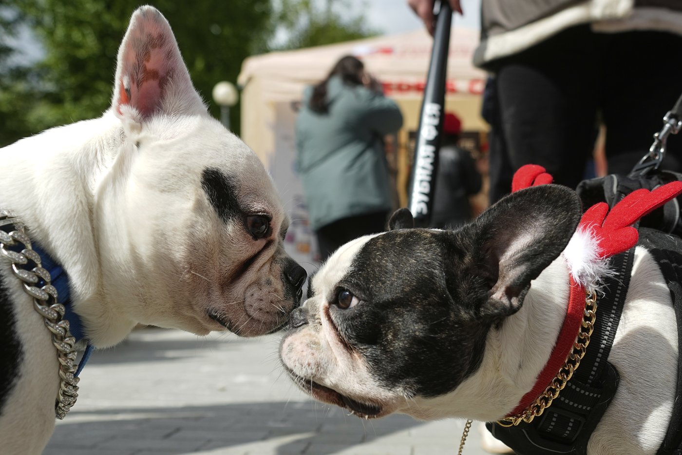 PHOTO COLLECTION: Russia French Bulldogs Parade | iNFOnews.ca PHOTO COLLECTION: Russia French Bulldogs Parade | iNFOnews.ca