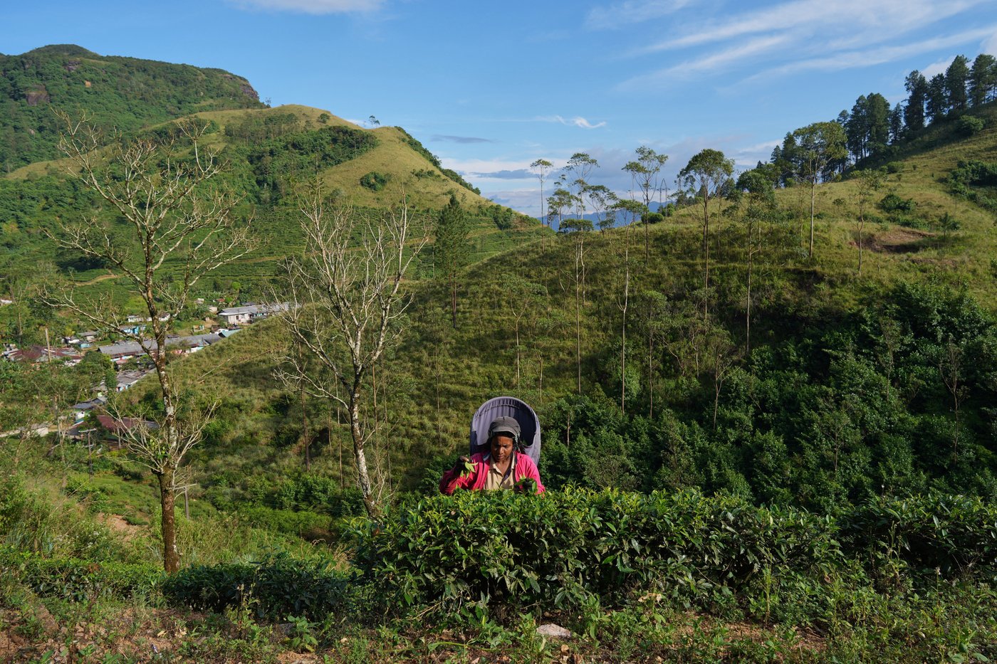 Sri Lanka tea workers struggle in poverty. Flooding cost many their lives | iNFOnews.ca