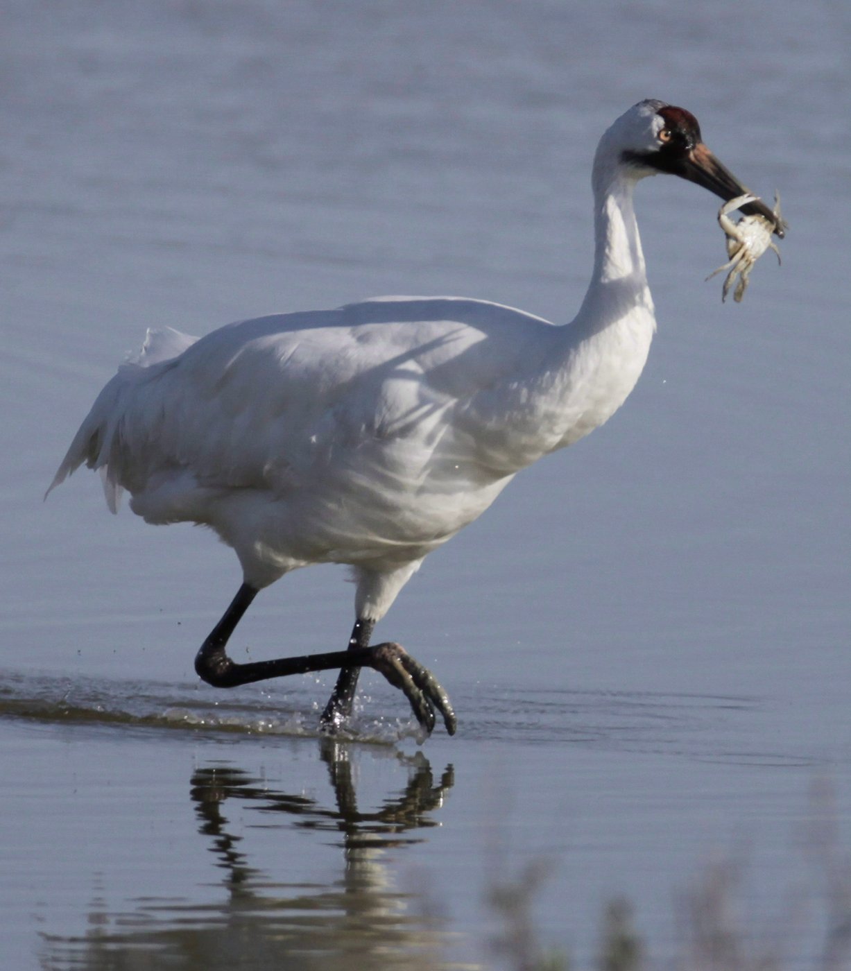 Researchers concerned after endangered whooping cranes test positive for bird flu | iNFOnews.ca