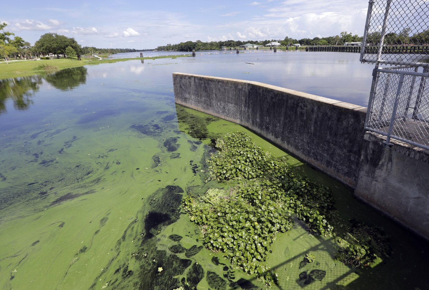 New research shows a quarter of freshwater animals are threatened with extinction | iNFOnews.ca