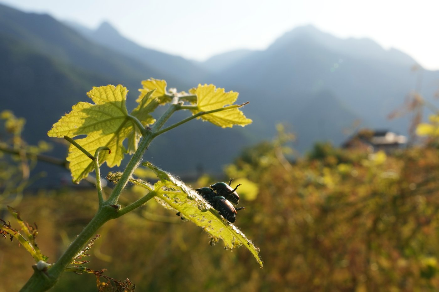 Japanese beetle advances through northern Italy's vineyards and orchards, frustrating farmers | iNFOnews.ca