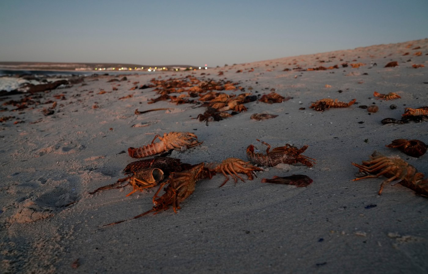 A red tide in South Africa is causing the mass deaths of crayfish | iNFOnews.ca A red tide in South Africa is causing the mass deaths of crayfish | iNFOnews.ca