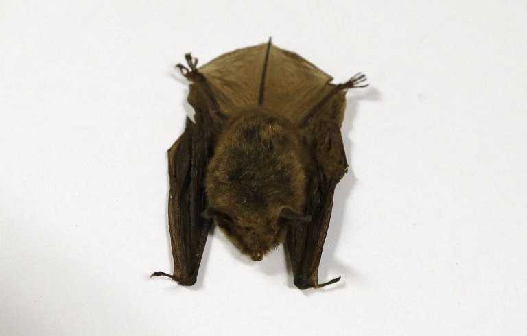 Doctors detail 2024 Ontario child rabies death, warn public about contact with bats | iNFOnews.ca