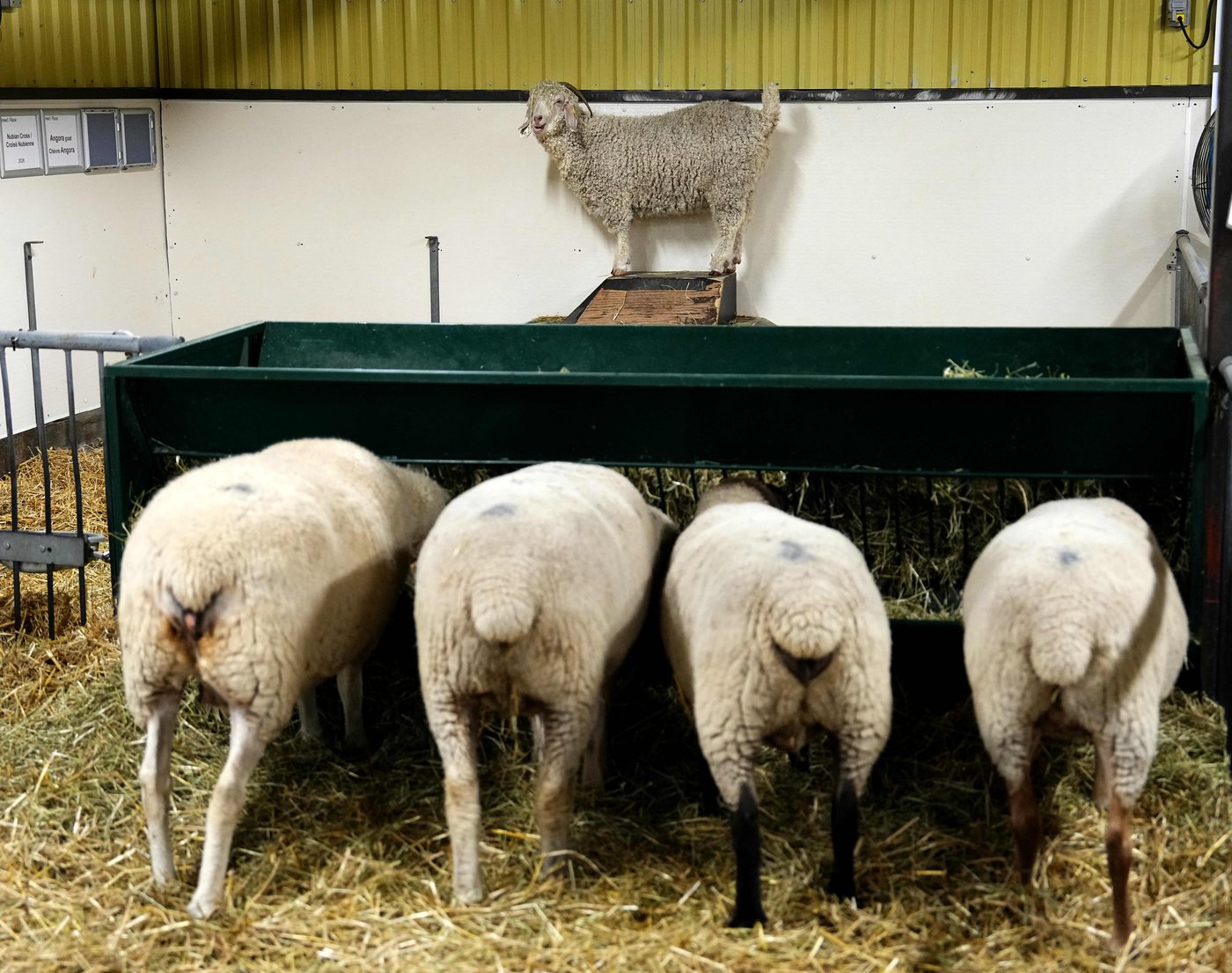 Canadian wool and yarn producers look to untangle themselves from the U.S. | iNFOnews.ca Canadian wool and yarn producers look to untangle themselves from the U.S. | iNFOnews.ca