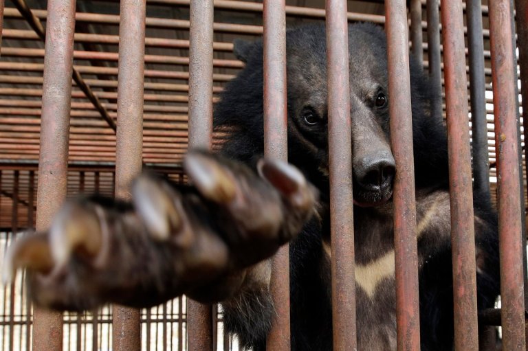 South Korea to end breeding of bears and extraction of their bile | iNFOnews.ca