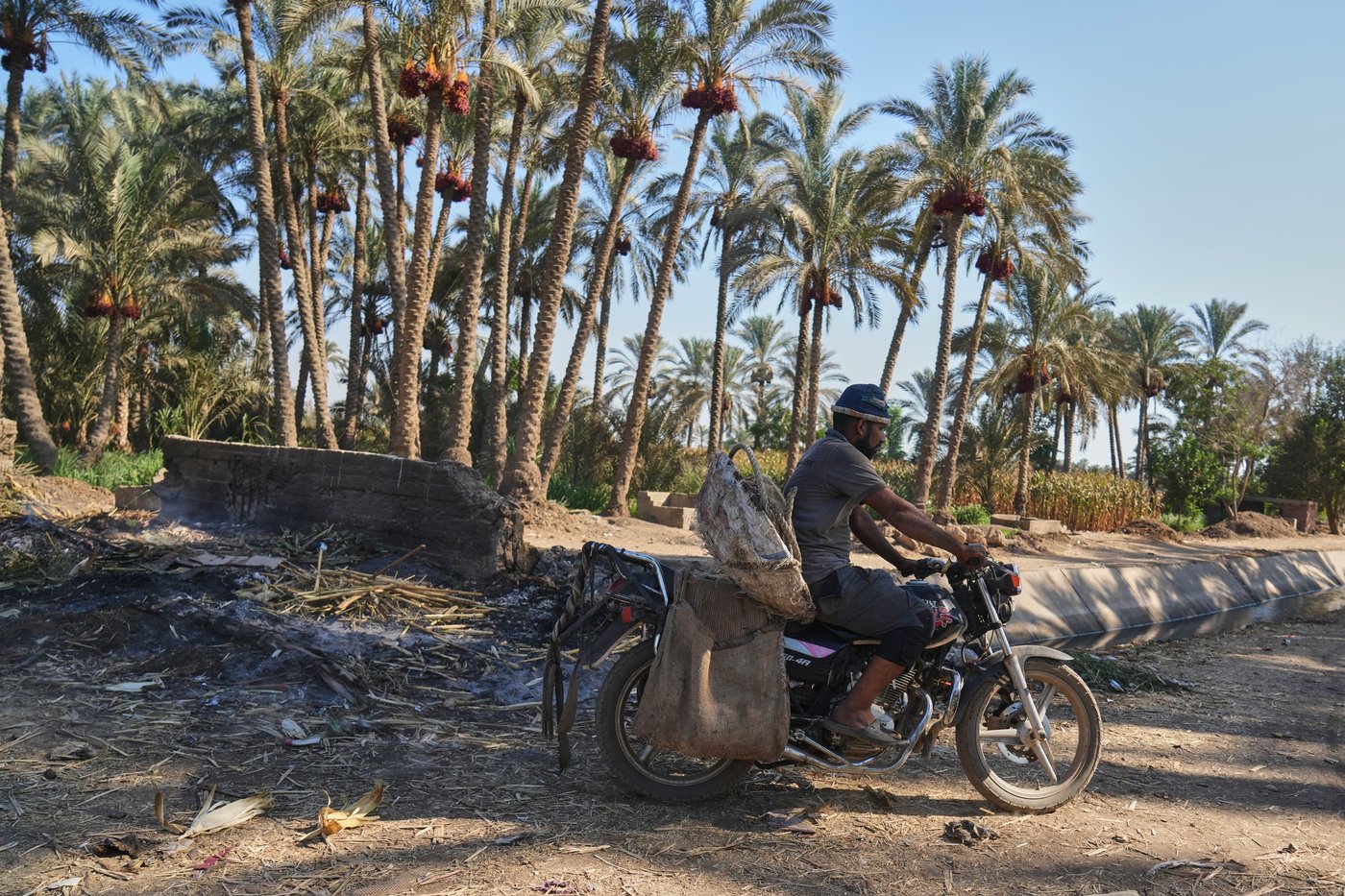 Photos capture the date harvest in an Egyptian village near Cairo | iNFOnews.ca
