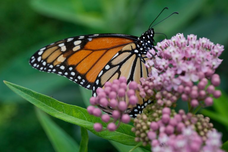 Trump administration delays decision on federal protections for monarch butterflies | iNFOnews.ca