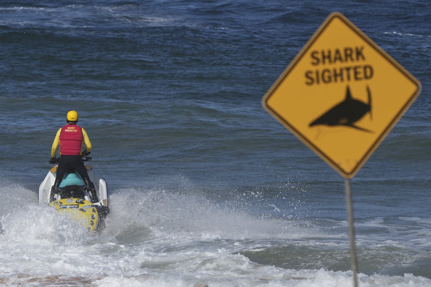 Shark kills beachgoer near Sydney | iNFOnews.ca Shark kills beachgoer near Sydney | iNFOnews.ca
