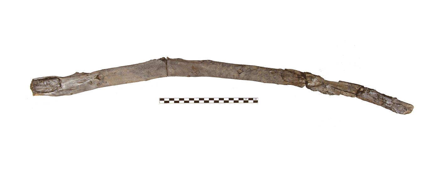 Scientists recover the oldest wooden tools from a site in Greece | iNFOnews.ca