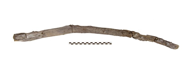 Scientists recover the oldest wooden tools from a site in Greece | iNFOnews.ca