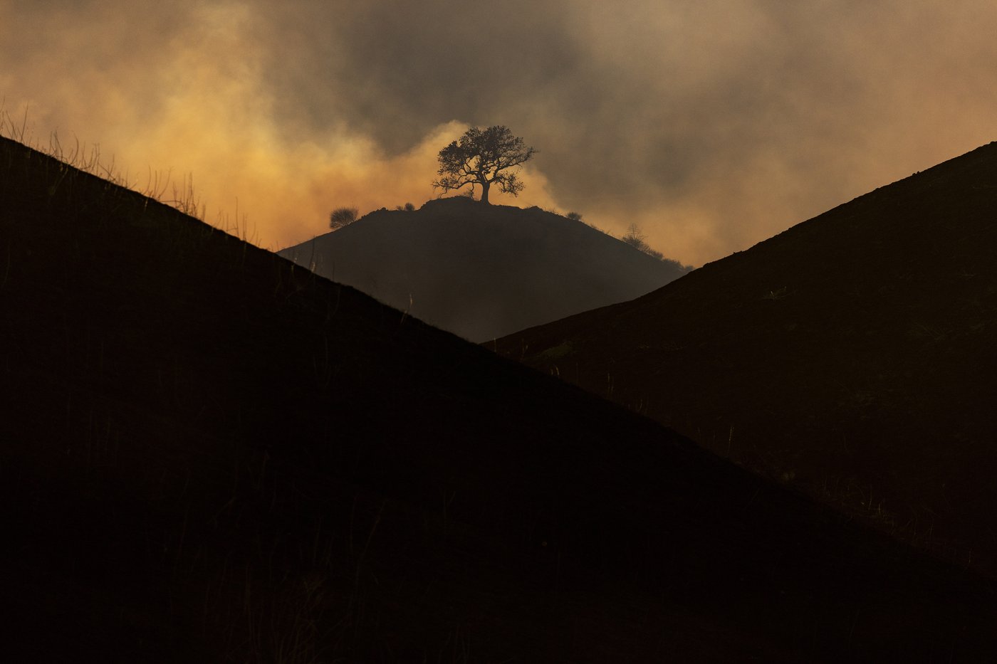 Los Angeles tree advocates hope their vital work recovers from devastating fires | iNFOnews.ca Los Angeles tree advocates hope their vital work recovers from devastating fires | iNFOnews.ca