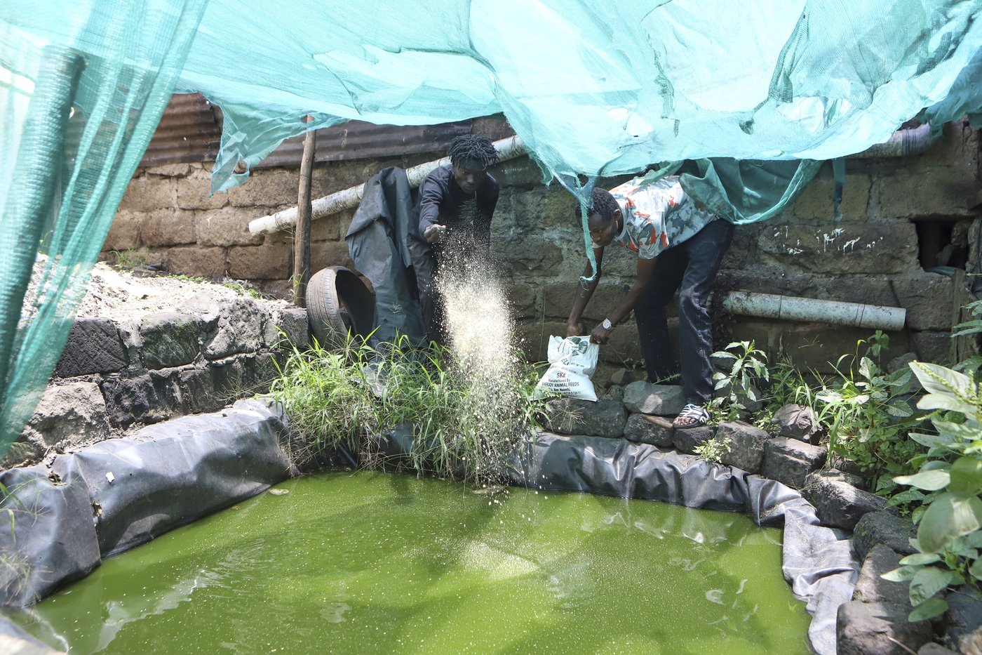 From guns to gardens: Former gangsters fight hunger in Kenya | iNFOnews.ca From guns to gardens: Former gangsters fight hunger in Kenya | iNFOnews.ca