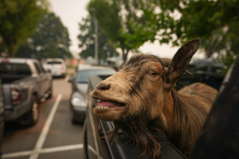 From geckos to goats and livestock, B.C. wildfires affect thousands of animals | iNFOnews.ca