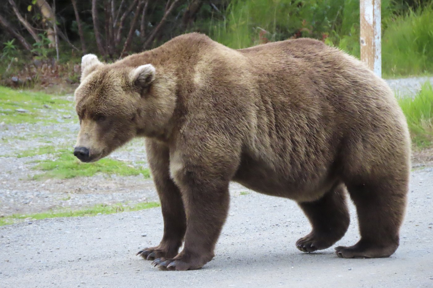 Online voting in Alaska's Fat Bear Week contest starts after an attack killed 1 contestant | iNFOnews.ca